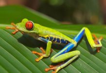 Temaaften om Costa Rica