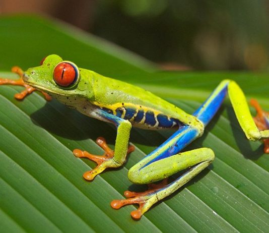 Temaaften om Costa Rica