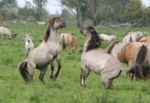 TEMADAG: Naturpleje – rewilding og andre muligheder.