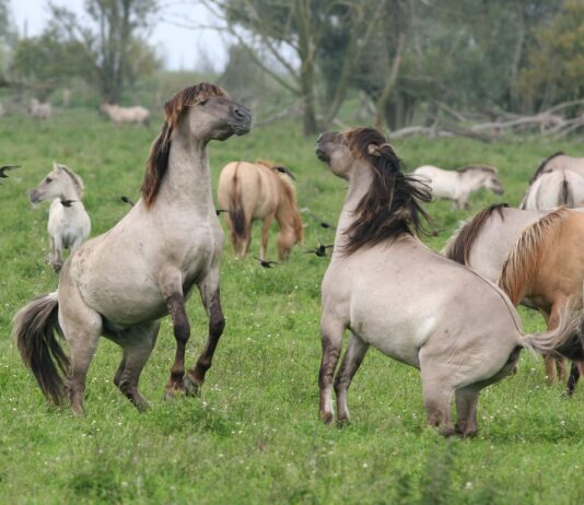 TEMADAG: Naturpleje – rewilding og andre muligheder.