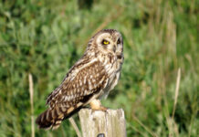 Fugletur til Agger Tange