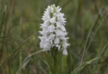 De Vilde Blomsters Dag 2020 – Bjålum