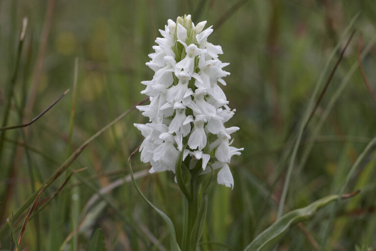 De Vilde Blomsters Dag 2020 – Bjålum