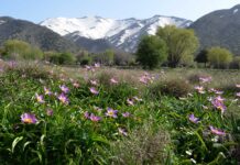 Naturoplevelser i 2018-19