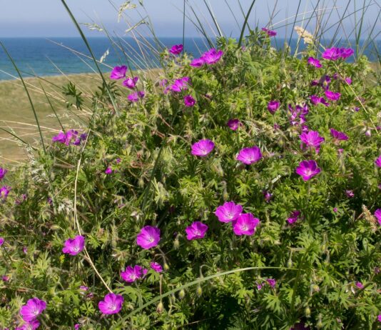 Lær de vilde blomster at kende