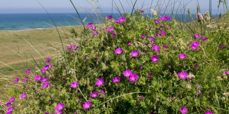 Lær de vilde blomster at kende