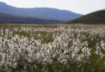 Temaaften om Grønland