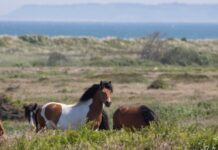 Generalforsamling i BFNs Naturkurser
