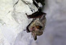 Ny flagermusart på Mors