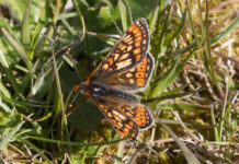 Eftersøgning og registrering af den sjældne sommerfugl Hedepletvinge
