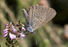 Ekskursion til Vestergaard (lodsejer Karsten Hansen) i Nationalpark Thy, hvor der er Ensianblåfugl