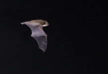 Flagermusenes livsvilkår i Thy studeres nu helt tæt på