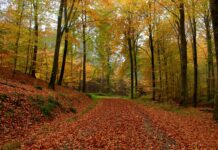 Sensommermøde i Tved