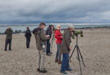 Fugletur til Agger Tange – AFLYST