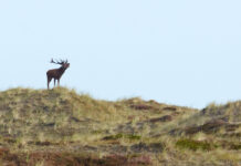BFN’s ordinære generalforsamling