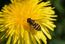 Næste gang i BFN’s Naturklub handler det om vilde planter.