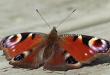 Børneklubbens tema næste gang: “Netfangst af sommerfugle og insekter”