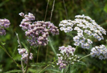 Generalforsamling i BFN’s Naturkurser