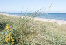 Naturklubbens næste TEMA: Stranden