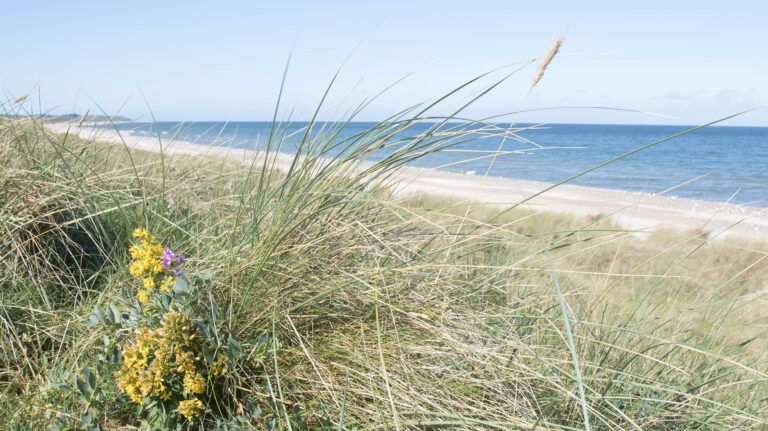 Naturklubbens næste TEMA: Stranden