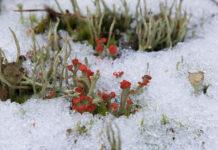 Julemødet 2021 – AFLYST!!