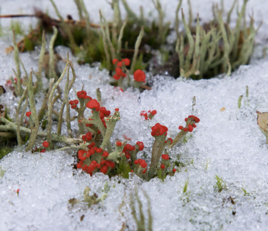Julemødet 2021 – AFLYST!!