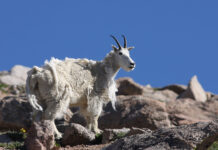 Temaaften om naturen i det vestlige USA