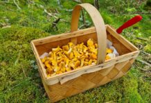 SVAMPETUR i Tved Klitplantage