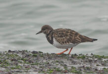 Fugletur til Agger Tange