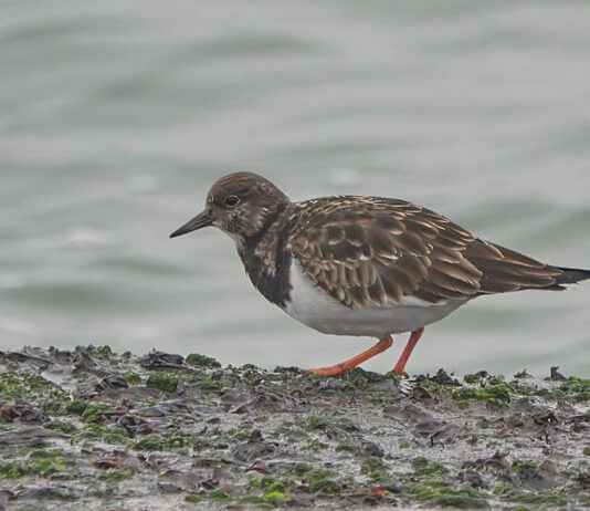 Fugletur til Agger Tange Stenvender. Foto: Elly Hansen. Fugletur med BFN til Agger Tange