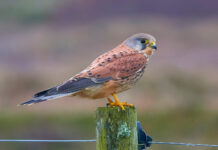 Naturoplevelser i 2020-21 – AFLYST