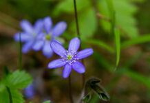 BFN’s ordinære generalforsamling