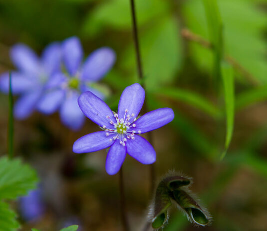 Generalforsamling i BFN’s Naturkurser