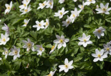 Generalforsamling i BFNs Naturkurser