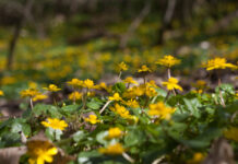 Generalforsamling i BFN´s Naturkurser