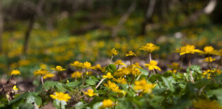 Generalforsamling i BFN’s Naturkurser