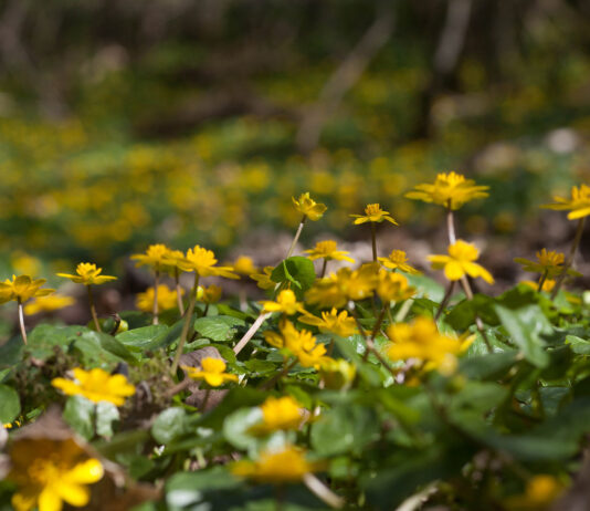 Generalforsamling i BFN´s Naturkurser