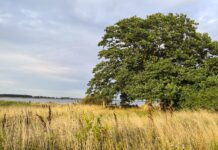 Lær om de vilde og plantede træer og buske