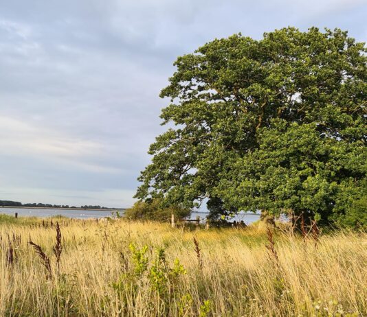 Lær om de vilde og plantede træer og buske
