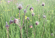 LÆR DE VILDE BLOMSTER AT KENDE