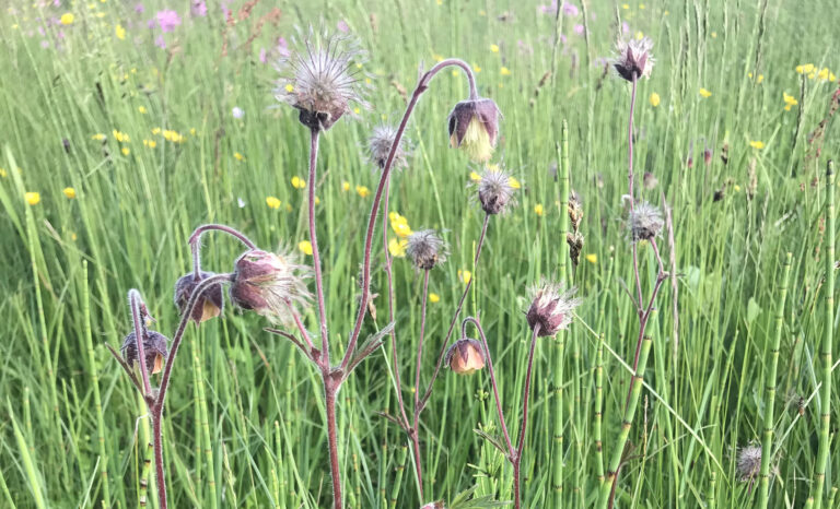 LÆR DE VILDE BLOMSTER AT KENDE