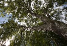 Naturekskursion – Thy Statsskovdistrikt