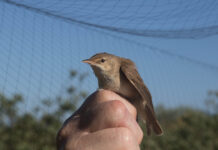 Næste møde i Naturklubben har fokus på fuglene