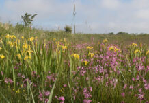 De Vilde Blomsters Dag!