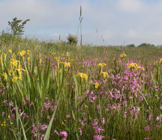De Vilde Blomsters Dag!