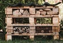 Næste tema for BFNs Naturklub er insekter og insekthoteller