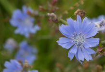 Ekskursion til naturperlen Villerslev Moseog økogården Knudsdahl, Villerup