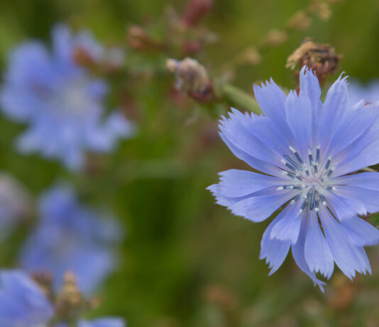Ekskursion til naturperlen Villerslev Moseog økogården Knudsdahl, Villerup