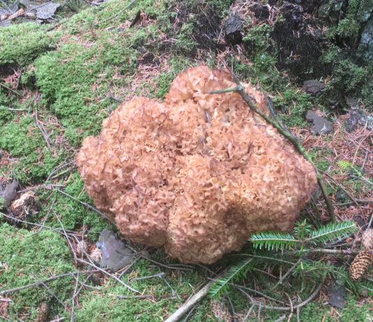 Kom med på svampetur med Naturklubben