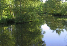 Folkeuniversitetsforedrag: Genoprettede vådområder forbliver artsfattige